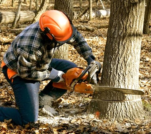 Tree Removal in Crete, NE